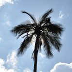  Palm Tree, Quito, Ecudaor 2011